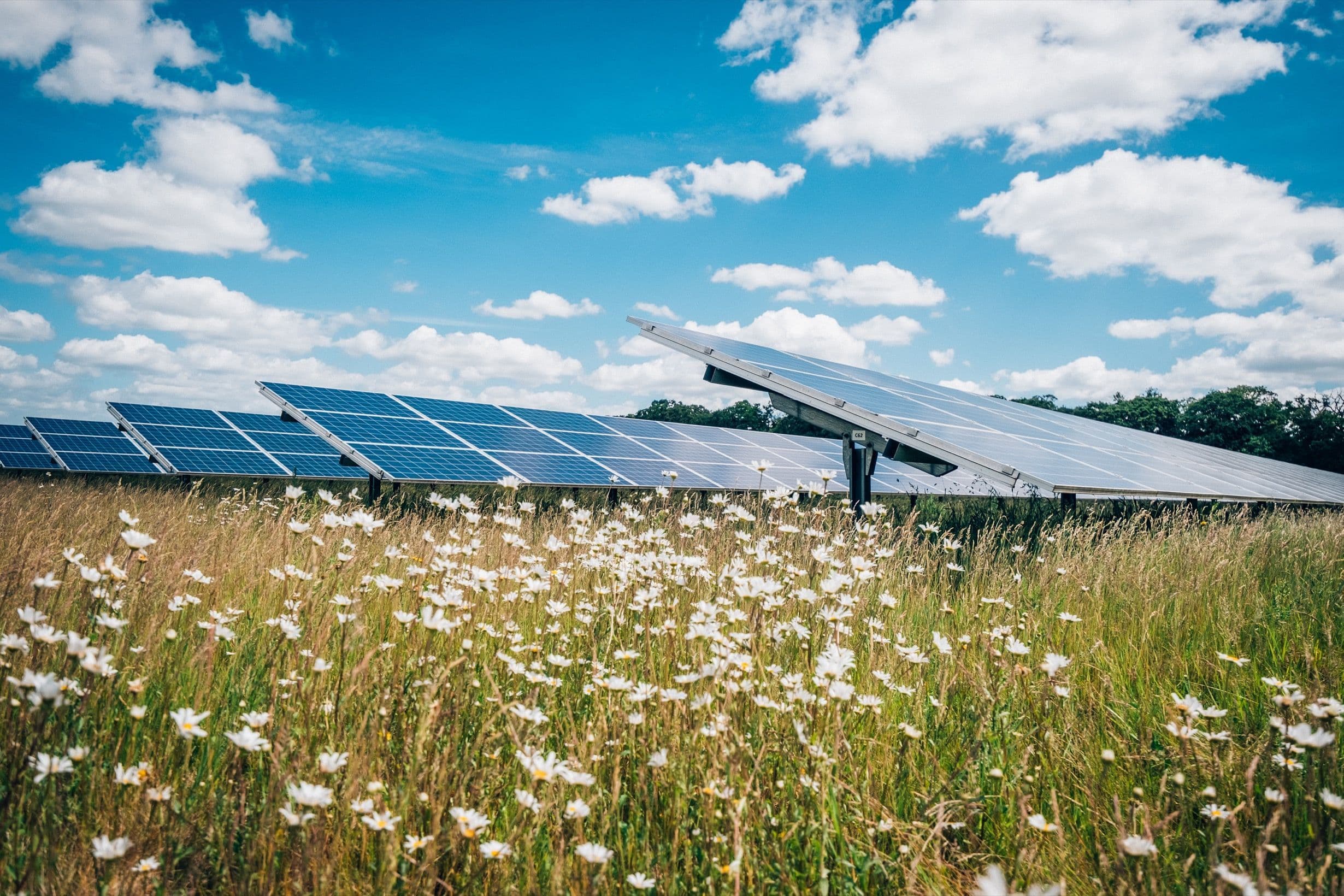 Solar Panels in a field of daisies with a blue clouded sky above.